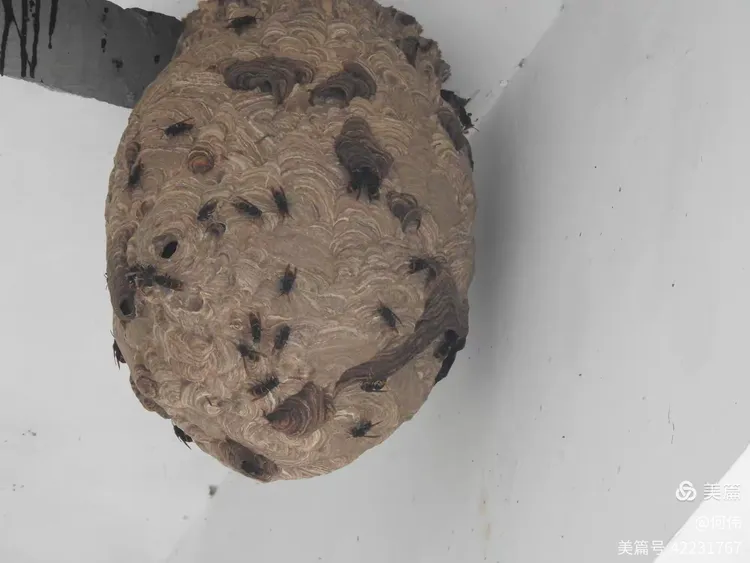 何伟的美篇鬼头蜂过冬